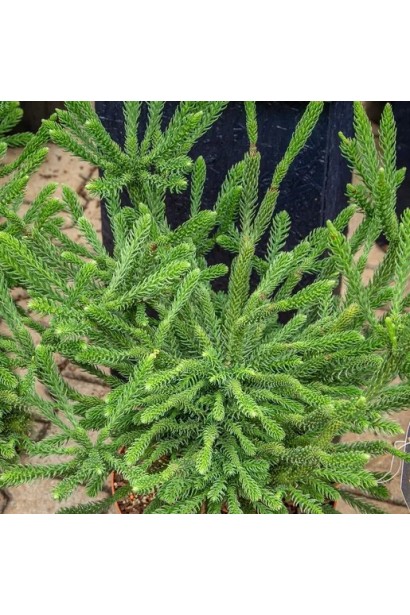 Криптомерія японська Дінгер опис